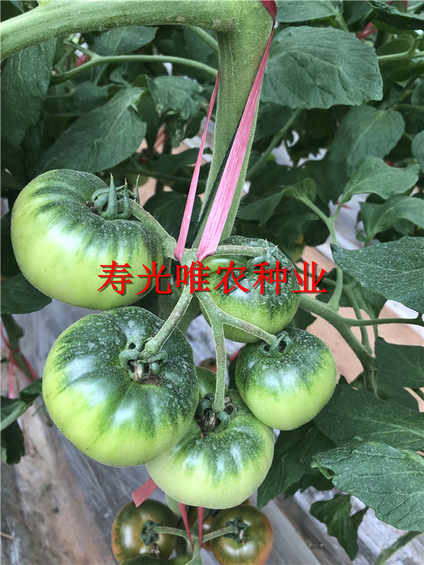 2019-01-09 我的手機圖片IMG_1592.jpg