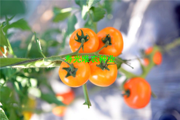 SHU_7183.jpg